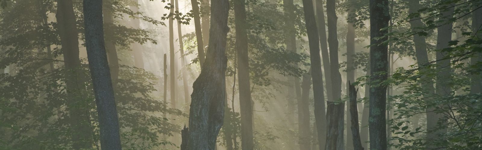 Sun shines peaks through a forest lined with tall thin trees and dense fog.