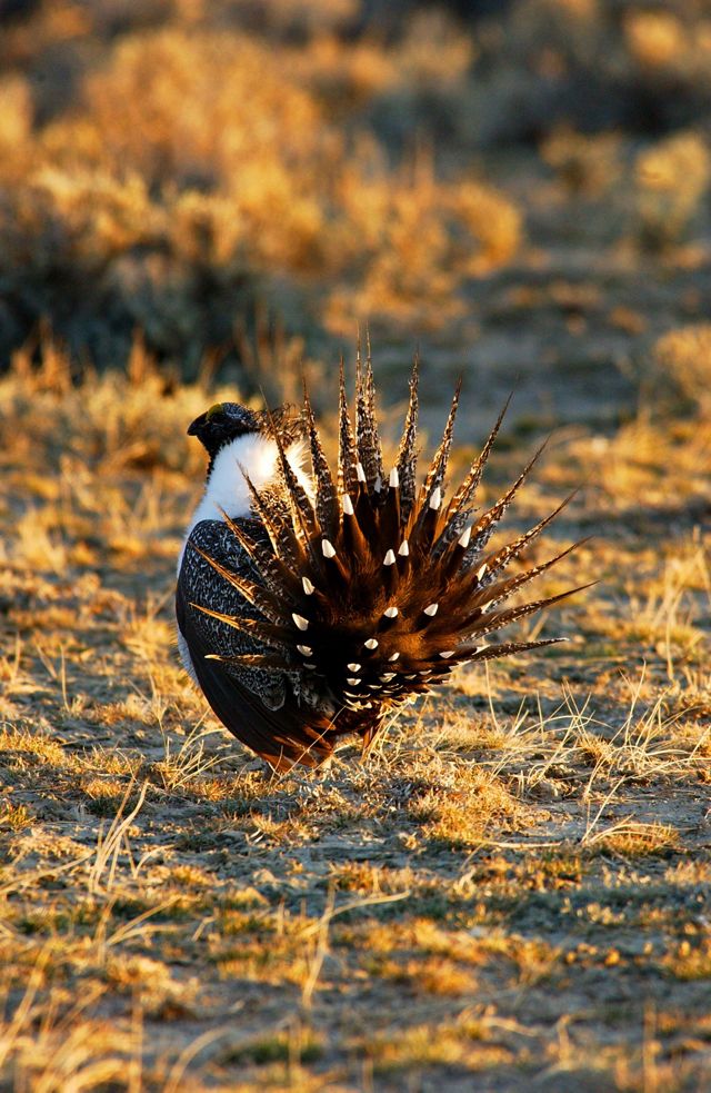 A male greater sage grouse stands in a landscape and fans its tail feathers.