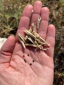 Hand holds seeds.