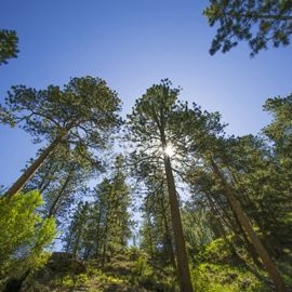 /content/dam/tnc/nature/en/photos/w/y/WY_ForestsontheTensleepPreserve_ChipCarroon.jpg