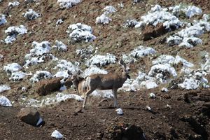 Mule deer with a video camera collar stands in front of another deer.