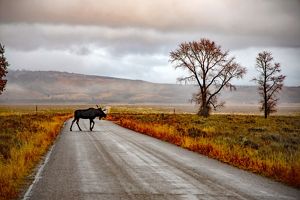 Solitary moose crossing a road with misty, gentle valley in the background.