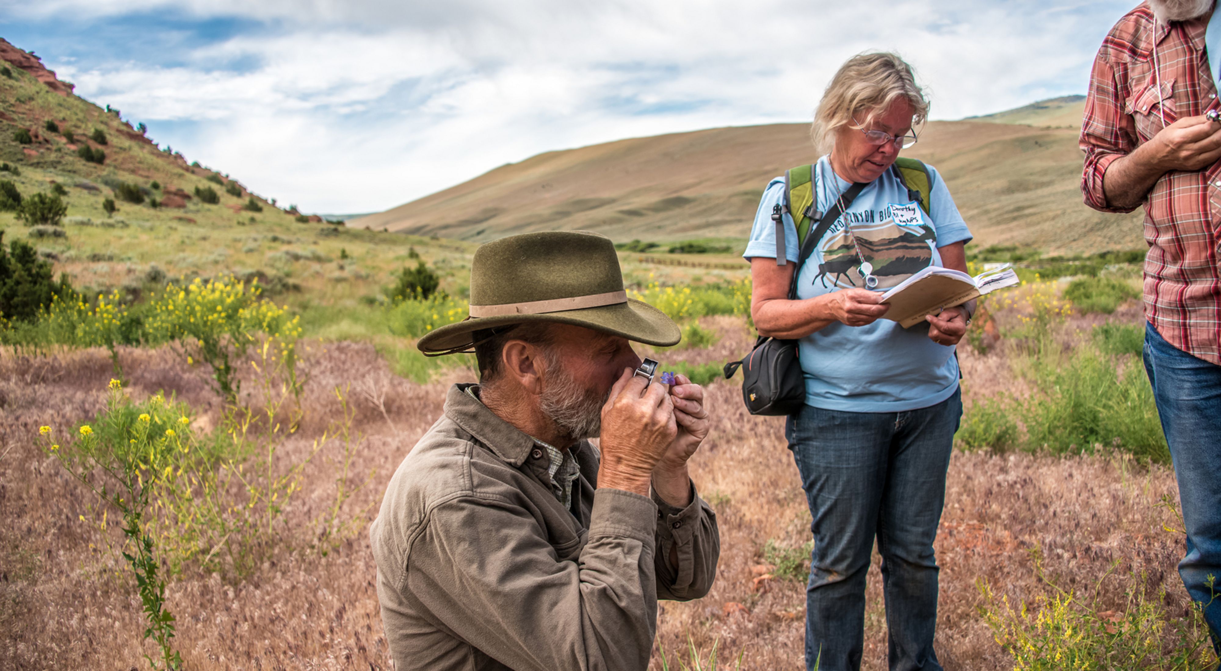 A volunteer examines a 'beard-tongue' flower (Penstemon sp.) at The Nature Conservancy’s Red Canyon Ranch Bioblitz event. 