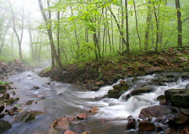 A creek running over a rocky bed in a forest of green trees. 