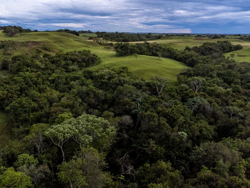 Rolling green hills dotted with trees.