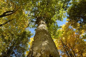 Towering trees topped by yellow and green leaves reach up towards a blue sky