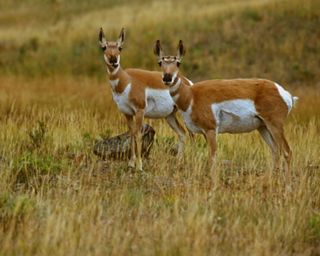 two pronghorn staring at the camera.