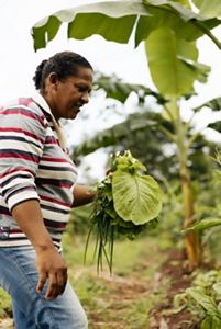 Forest Cocoa Project farmer with plant in her hands