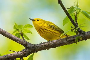 Yellow warbler perched sideways on a tree limb, which is starting to leaf out.