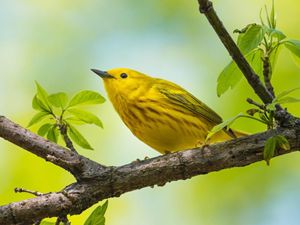 Yellow warbler perched sideways on tree limb, which is starting to leaf out