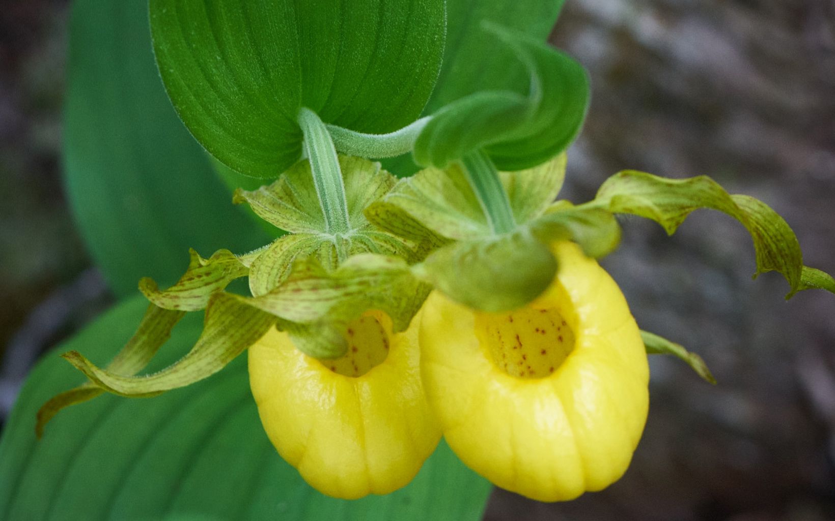Two yellow slipper-shaped flowers.
