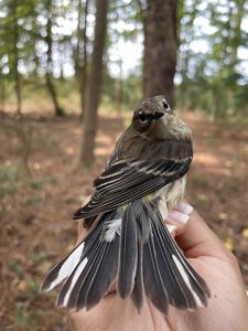 A small bird with brown and black bird with a yellow stomach sits on a hand.