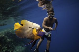 A Yellowface Angelfish speared.