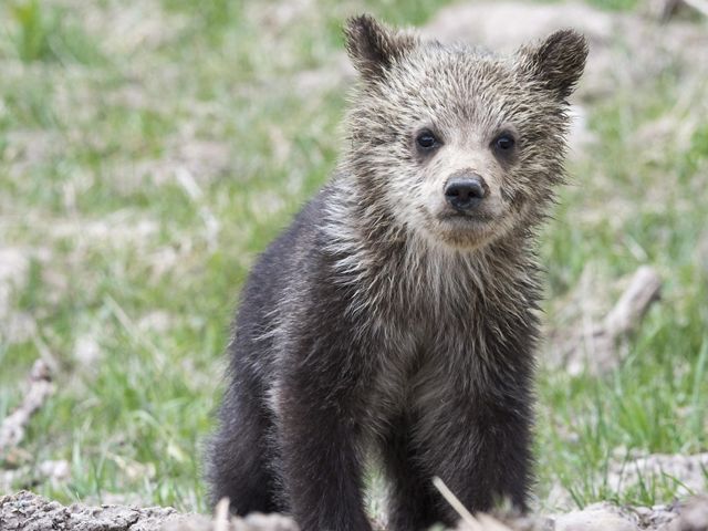 Yellowstone grizzly cub in Yellowstone National Park