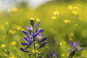 Pedals of purple wildflower against a yellow background.