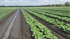 Neat rows of green cabbage on a Florida farm. 