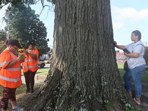 Three young people measure a tree.