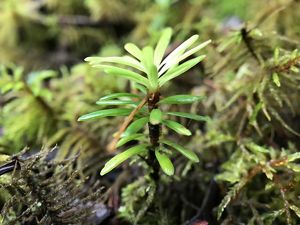 Close-up of a tree sapling.