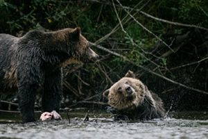 Great Bear Fall