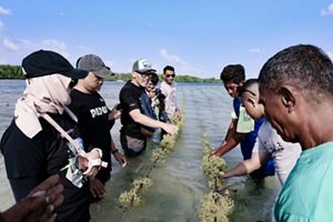 budi daya rumput laut