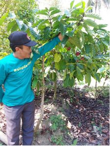 Pak Sarim, Kepala Dusun Gingsir, Desa Rahwatu, yang juga seorang petani kopi tengah memperlihatkan pohon kopi yang ditanam oleh masyarakat Desa Rahtawu. Banyak masyarakat yang menanam kopi karena memiliki nilai ekonomi tinggi.