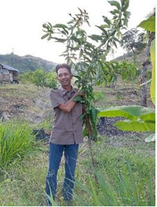 Pak Mashuri, Ketua Kelompok Tani Wonorejo, Dukuh Kaliwuluh, Desa Gondoharum, menunjukkan pohon mangga yang ditanam di area rehabilitasi tahap pertama Desa Gondoharum.