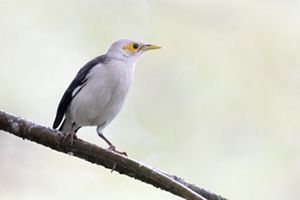 Jalak Putih