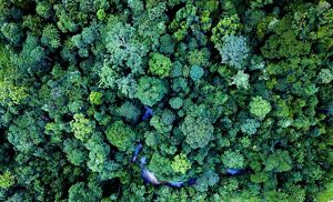 Hutan Kalimantan