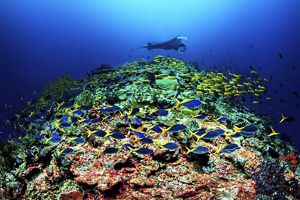 A manta ray glides over a school of fish and a coral reef with a bright blue background.