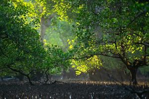 Mangrove Teluk Semanting