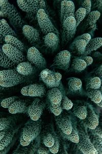 Forest // This incredible green coral with coral polyps swaying in the current resembles the birds eye view of a lush forest, and was found while diving in Raja Ampat, Indonesia in May,