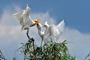 Seekor burung egret tengah memberi makan anak-anaknya di habitat alaminya.