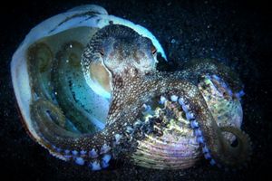 Geliat coconout octopus di perairan Pulau Lembeh Bitung, Sulawesi Utara.​