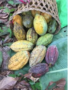 One of the main commodities of Merasa Village, Berau Regency, East Kalimantan, which is the inspiration and hope of the community for a better and sustainable economic resource.
