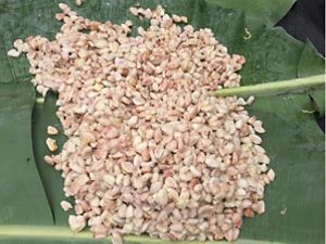 A one time fermentation production period will process as much as 50 – 100 kg of wet cocoa beans that have been harvested. This process is the main responsibility of the fermentation team.