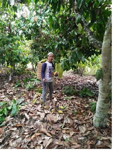 The harvested cocoa pods will be processed by the The Merasa Village Internal Control System (ICS) Pesete Tawai Kakao Group into the main product, namely fermented cocoa and several chocolate derivative products.