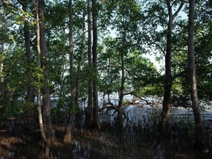 Mangrove areas in Semanting Bay Village. 