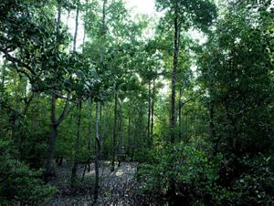 Mangrove areas in Semanting Bay Village. 