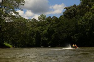 Hutan Tropis Kalimantan