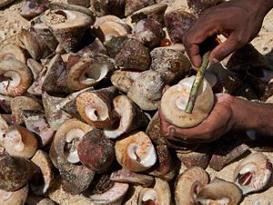 Siput Lola