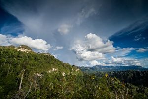 Pemandangan Hutan Kalimantan Timur