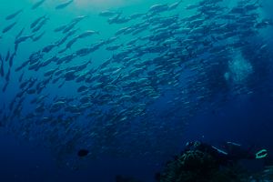 Keindahan bawah Laut Raja Ampat