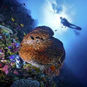 Pemandangan Bawah Laut
