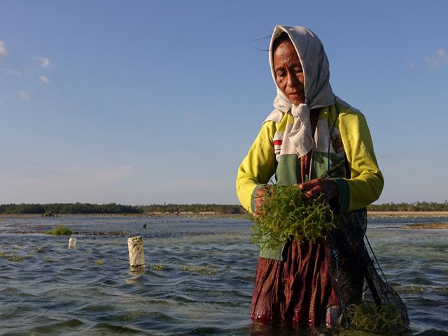 Hands hold and clean oysters during a harvest.