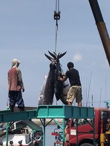 Two men stand on a fishing boat and guide several large tuna hanging from a hook off the boat.