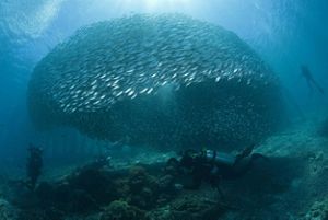 A large school of yellowstrip scads swimming under water.
