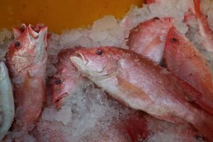 The catch of red snapper is filled with ice cubes. Chilling with ice cubes is the safest method for preserving fish.
