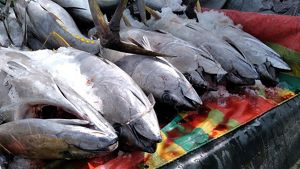 Many caught fish are laid out on a table.