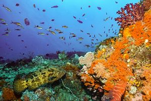 small fish swim above a coral garden; a large fish sits close to rocks with coral and bright orange corals and anemones.