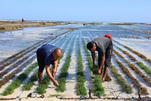 Seaweed cultivation